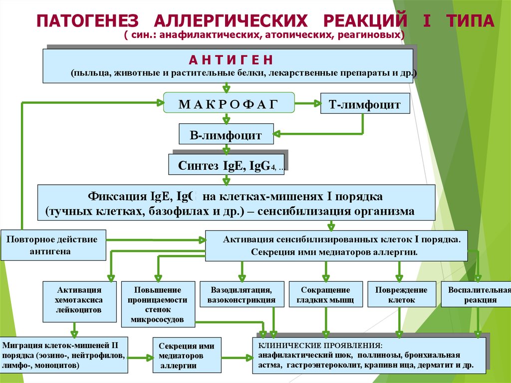 Виды аллергии схема