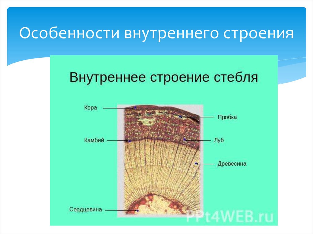 Особенности внутреннего строения