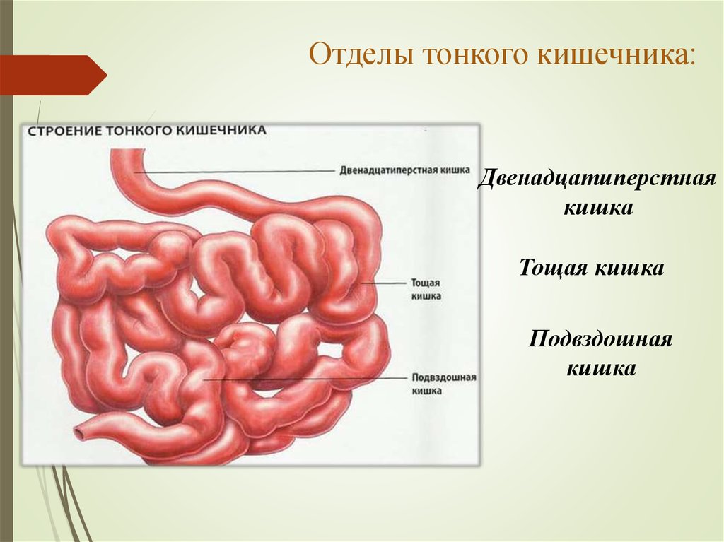 Отделы тонкого кишечника. Строение тонкого кишечника человека схема. Тонкая кишка человека схема. Схема тонкой кишки анатомия. Тонкая кишка кишка строение.