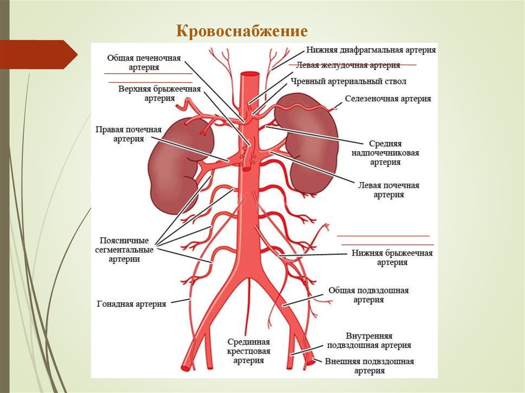 Парные ветви брюшной части аорты. Сосуды брюшной полости анатомия. Висцеральные ветви брюшной аорты. Мозговые артерии латынь