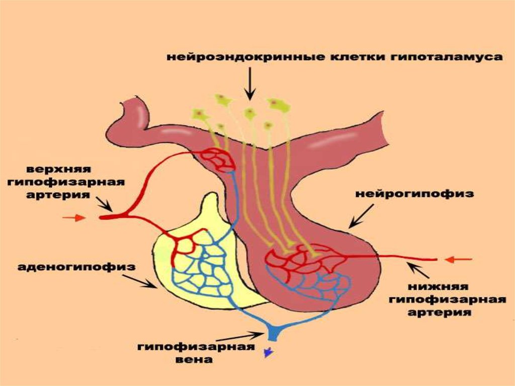 Гипоталамо гипофизарная система презентация