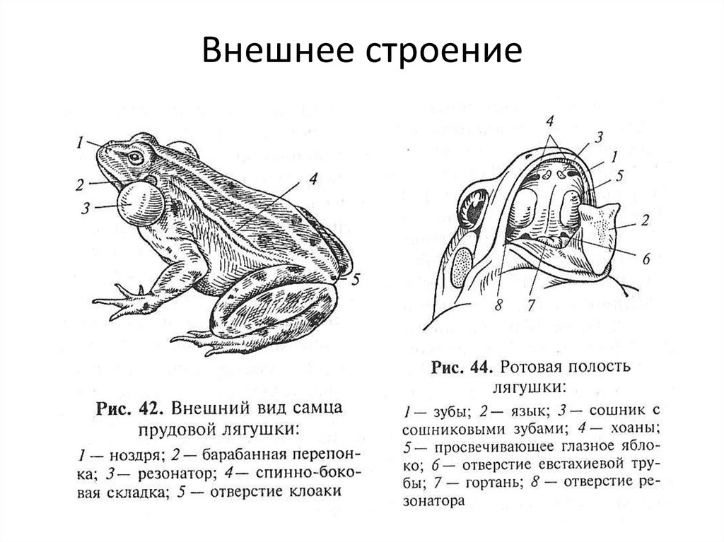 Тело земноводных состоит из. Внешнее строение лягушки. Внешнее строение земноводных 7 класс биология лягушка. Внутреннее строение лягушки самец. Внутреннее строение бесхвостых амфибий.
