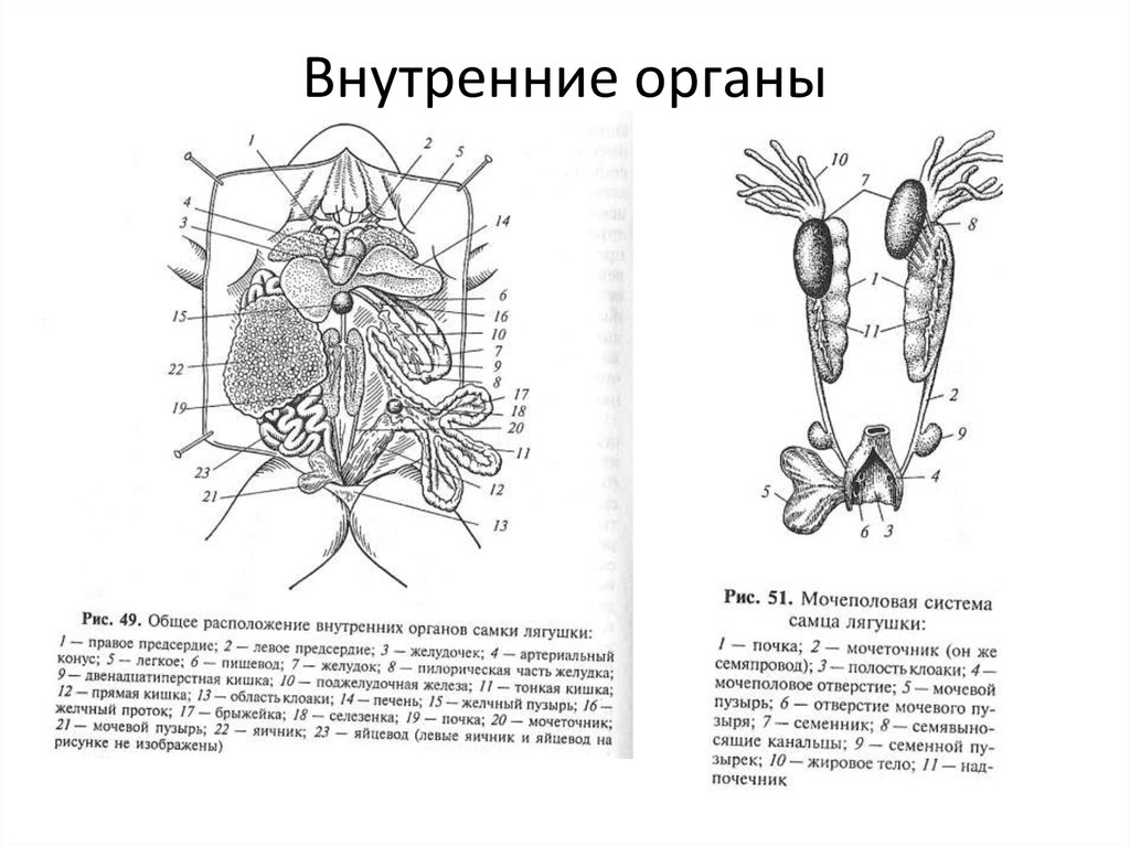 Органы на голове лягушки