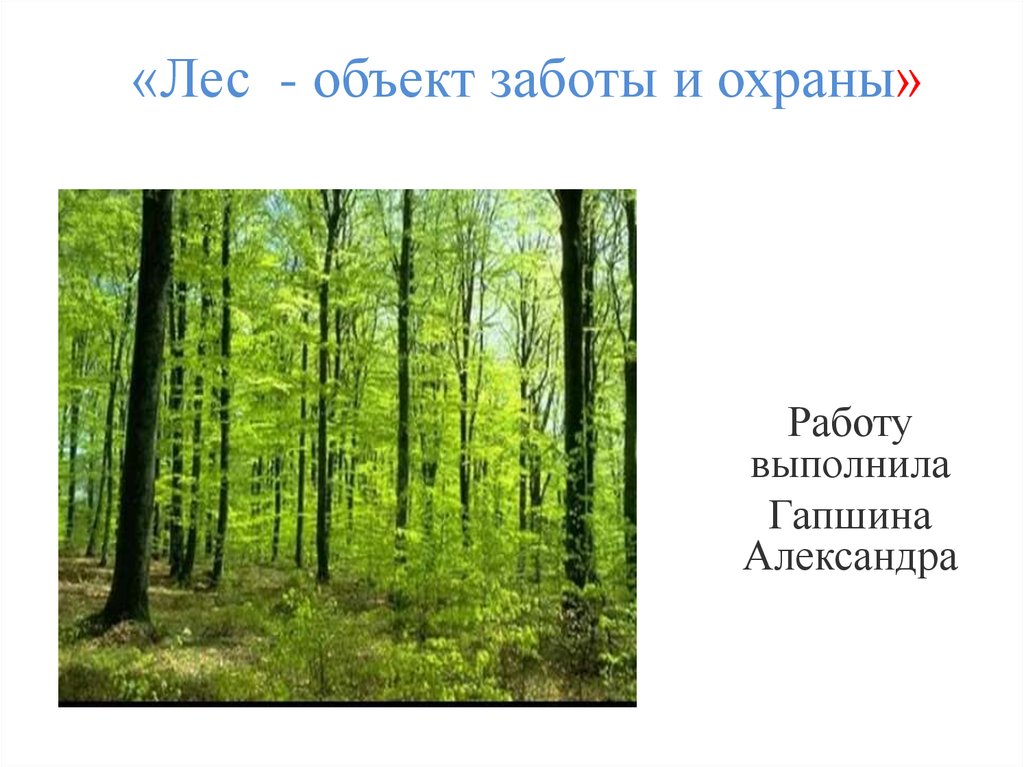 Сохранение леса аргумент. Лес для презентации. Леса предмет охраны. Охраняемые Лесные объекты. Объекты для леса.