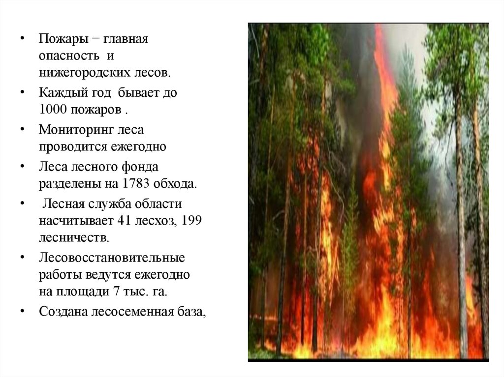 Опасности в лесу. Опасности леса. Лесные опасности презентация. Опасности леса для человека. Опасности в лесу презентация.