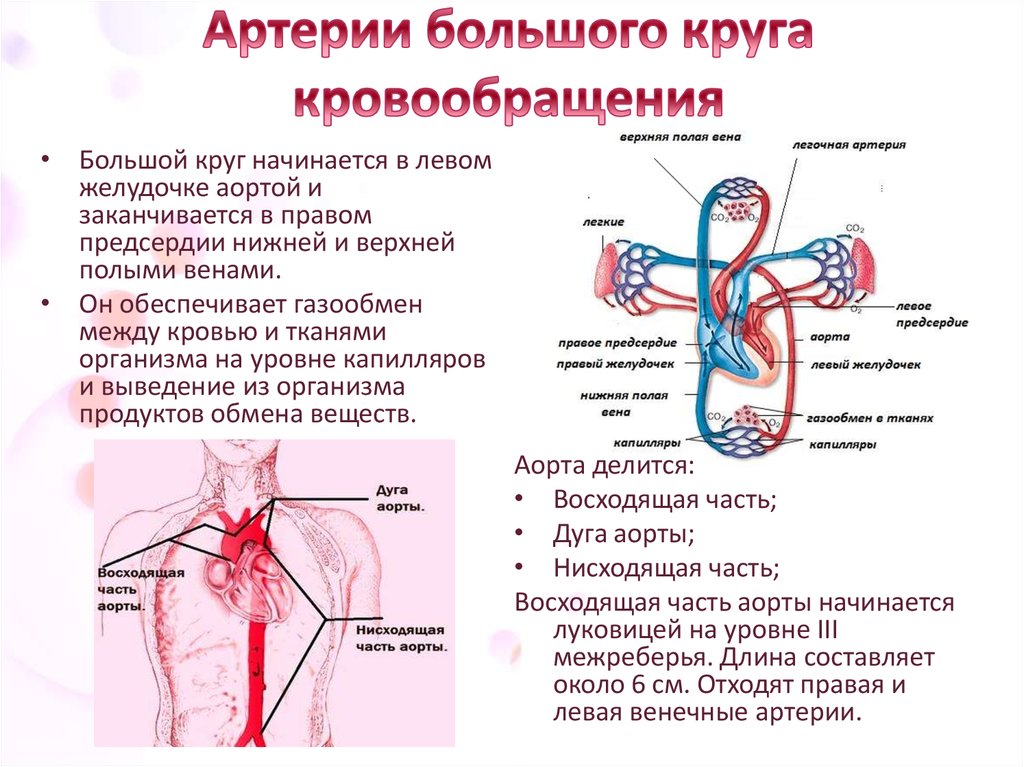 Венозная кровь наблюдается в. Схема большого круга кровообращения в организме человека. Структурно-логическая схема вены большого круга кровообращения. Магистральные сосуды большого круга кровообращения. Большой и малый круг кровообращения . Артериальная и венозная системы.