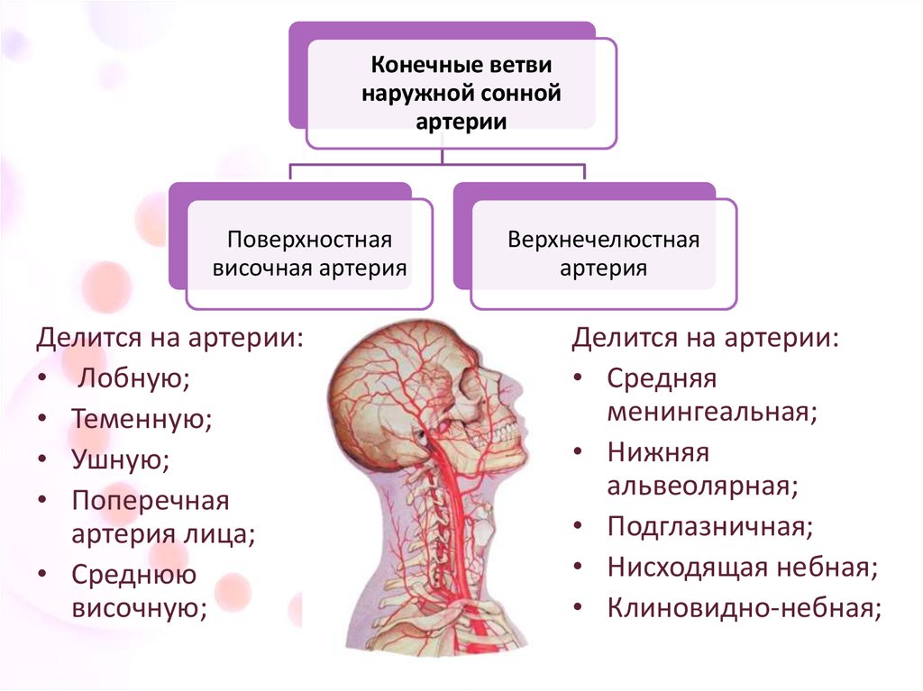 Ветви наружной сонной артерии схема. Конечные ветви наружной сонной.