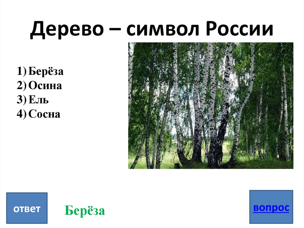 Какое дерево ответ. Дерево символ России. Дерево симвовол России. Какое дерево символ России. Символ России дерево береза.