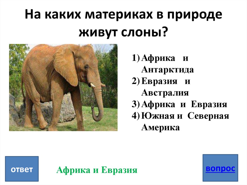 На каких материках в природе живут слоны?