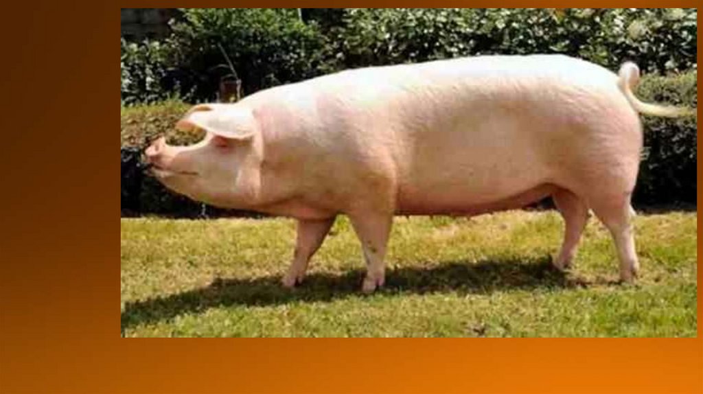 Ландрас (порода свиней). Ландрас Ушастый. Ландрас Боровок. Свиная порода ландрас. Свиньи 100 кг