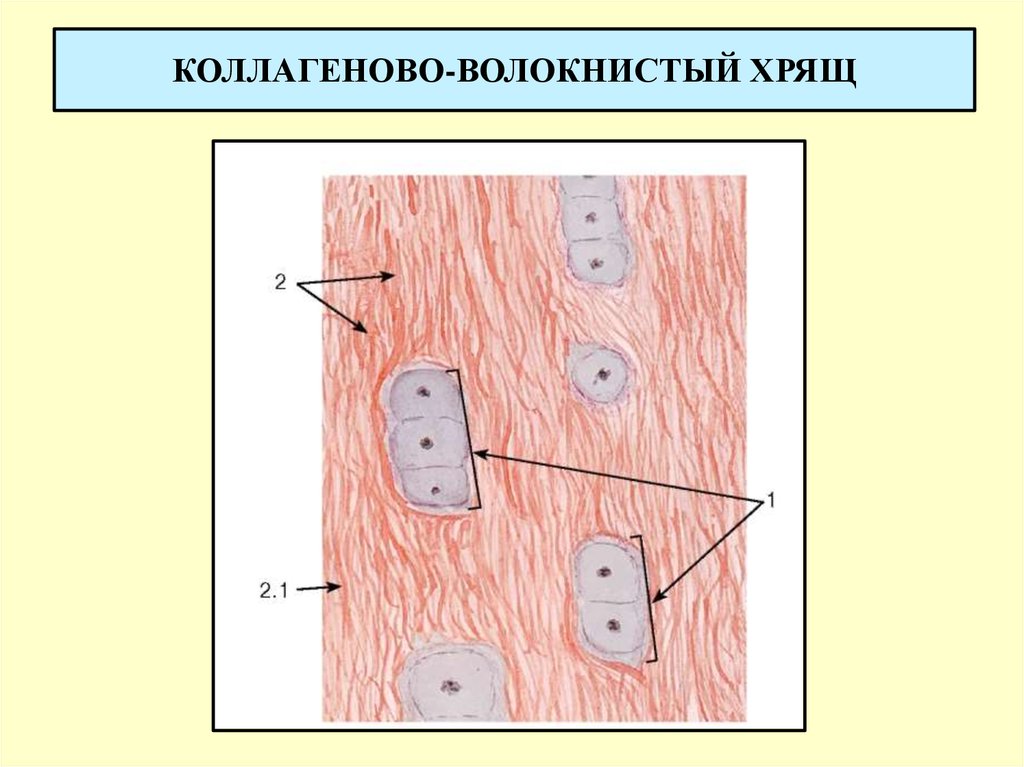 Волокнистый хрящ гистология