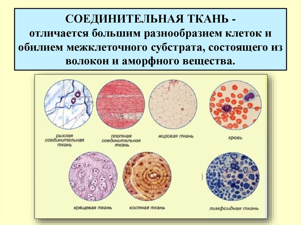 Возрастные изменения клеток. Соединительная ткань э. Соединительная ткань эьл. Типы соединительной ткани. Виды соединительной ткани человека.