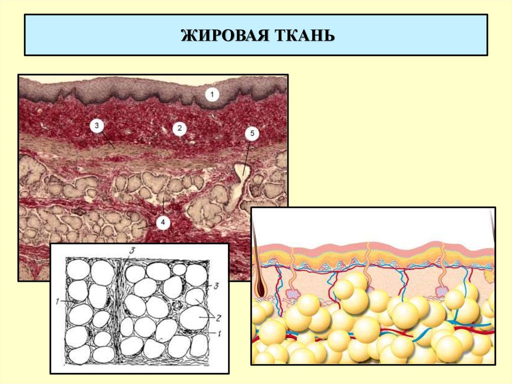 Жир ткань. Топография жировой ткани. Жировая ткань анатомия. Эпителия жировой ткани. Анатомия человека жировая ткань.