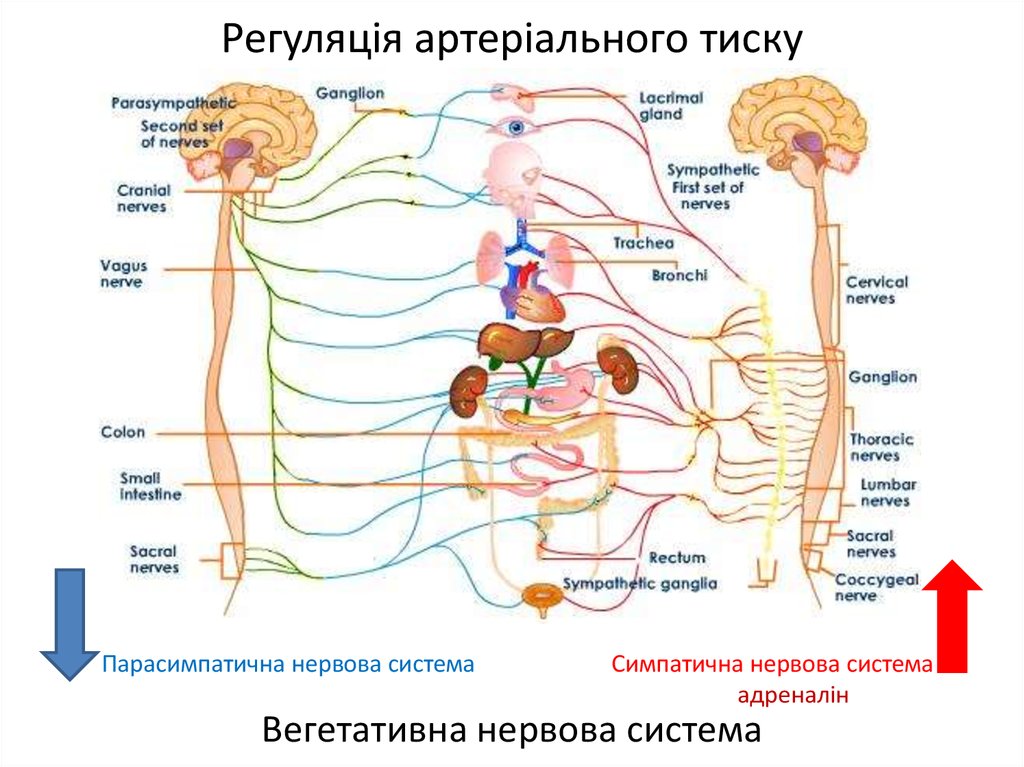 Энтеральная нервная система. Вегетативна нервова система. Нерв системасы. Парасимпатика.