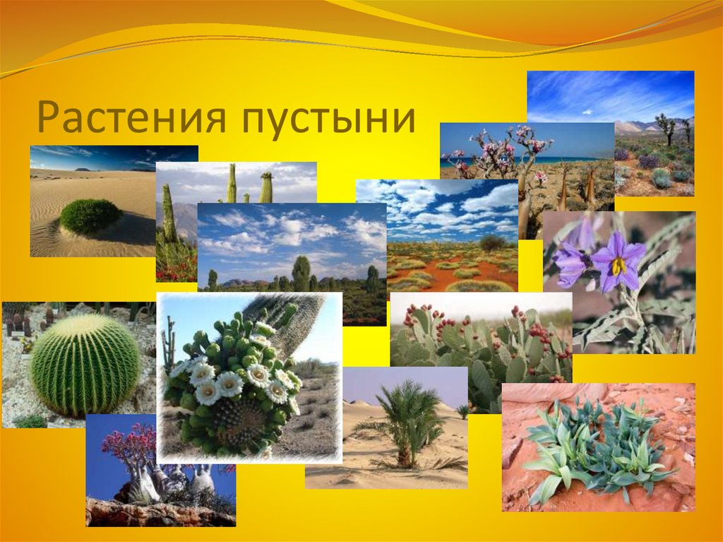 Растения пустыни 5 класс биология. Растительность пустыни. Растительный мир пустыни. Растения пустыни названия. Растения зоны пустынь.