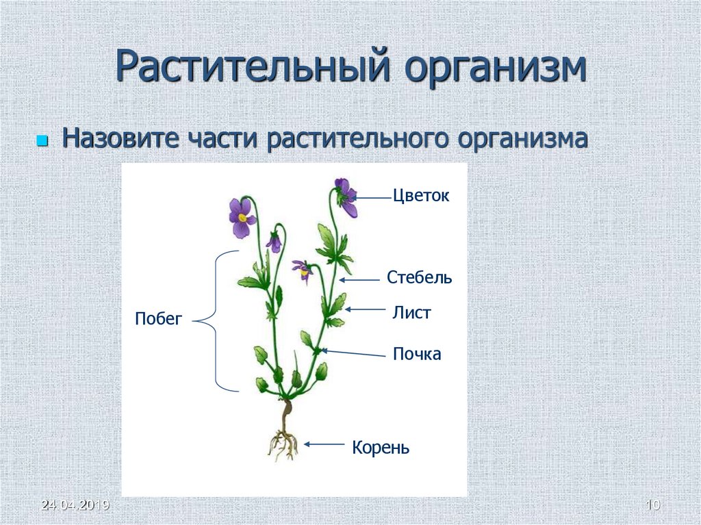 Тела растений имеет строение. Строение растительного организма. Организм растения. Растение целостный организм. Особенности строения растительных организмов.