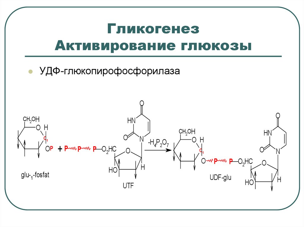 Гликогенез это. УДФ-глюкопирофосфорилаза. Гликогенез. Активирование Глюкозы. Гликогенез схема.