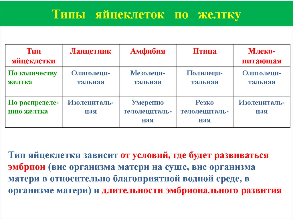 Типы яйцеклеток. Яйцеклетка человека классификация. Классификация яйцеклеток по количеству желтка. Типы яйцевых клеток по количеству желтка.