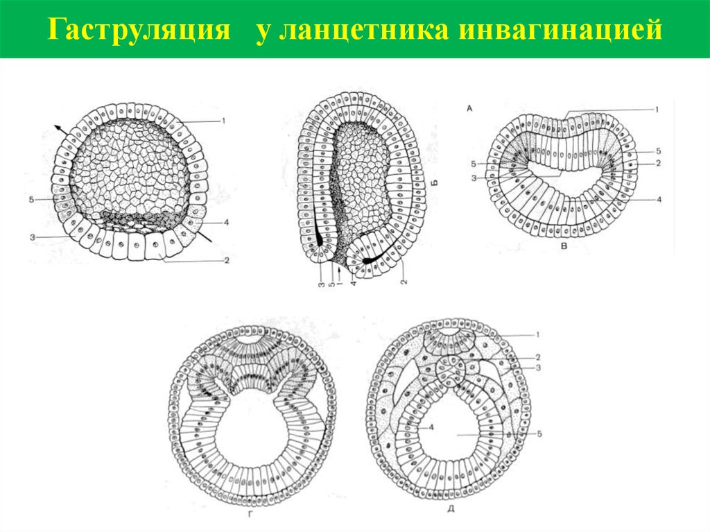 Какой процесс в цикле развития ланцетника изображен. Зародыш ланцетника гаструляции эмбриона. Нейрула ланцетника. Эмбриология гаструляция. Инвагинация эмбриогенез ланцетника.