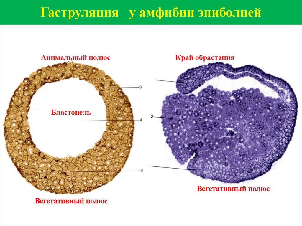 Гаструла лягушки рисунок