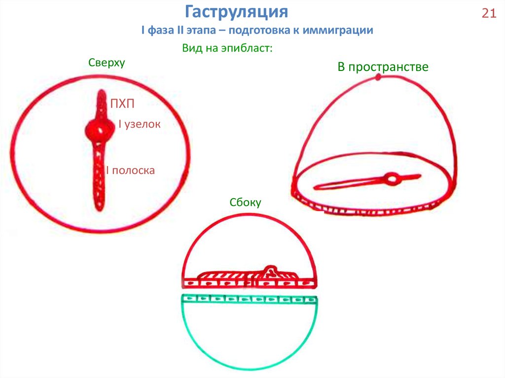 Гаструляция иммиграция рисунок