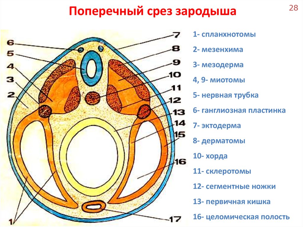 Назовите зародышевый листок зародыша позвоночного животного обозначенный на рисунке 1