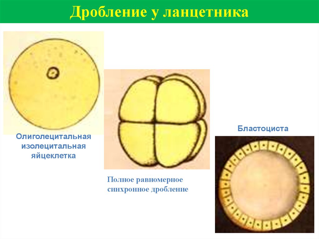 Типы яйцеклеток. Полное равномерное дробление зиготы ланцетника. Тип дробления яйцеклетки ланцетника. Тип дробления зиготы у ланцетника. Дробление яйцеклетки ланцетника.