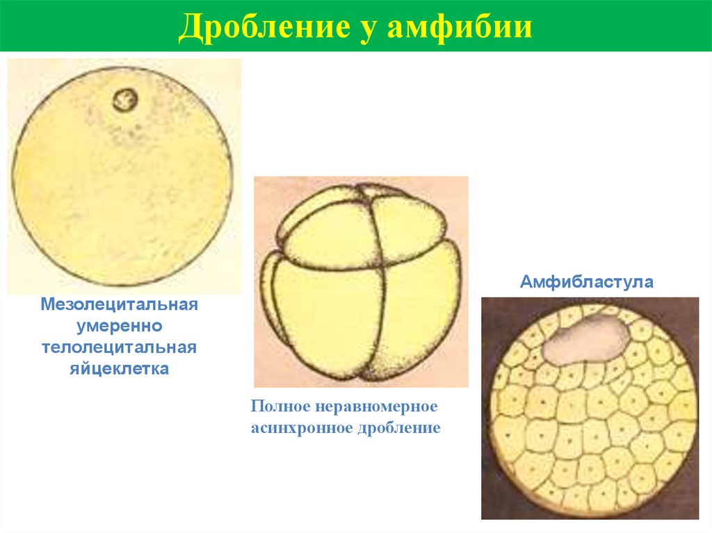 Бластула лягушки