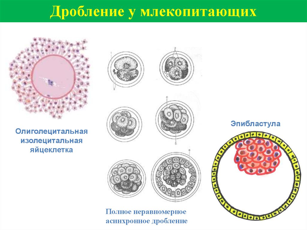 Дробление у млекопитающих. Схема дробления зиготы млекопитающих. Дробление яйцеклетки человека схема. Дробление млекопитающих. Тип дробления яйцеклетки у млекопитающих.