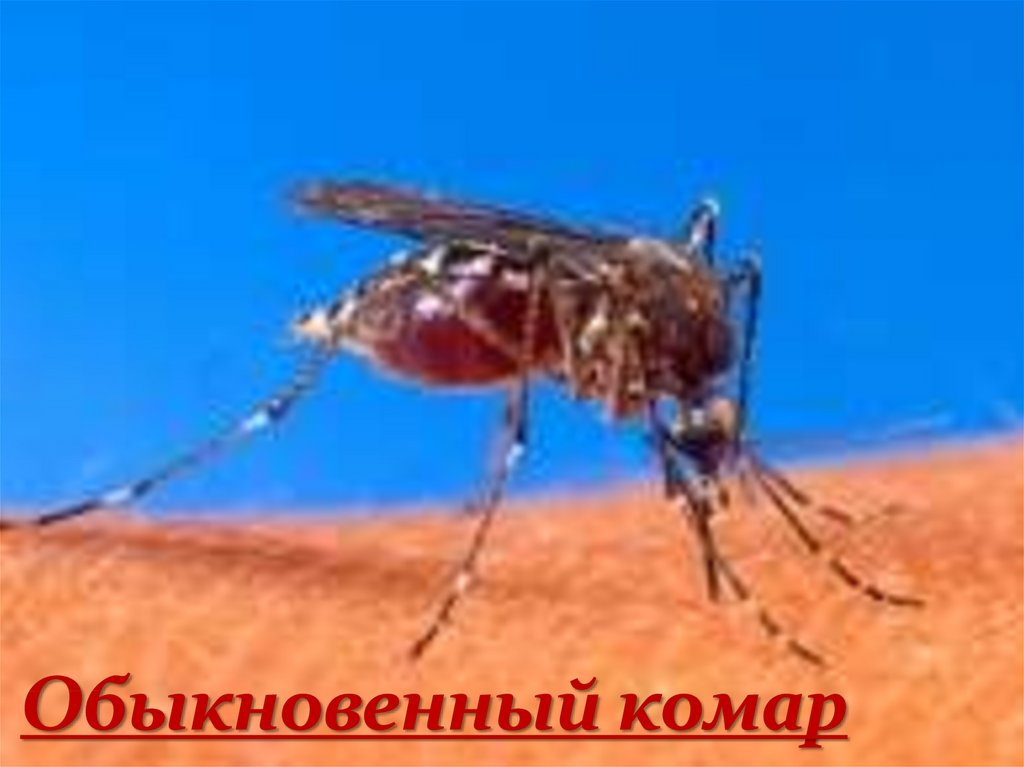 Обыкновенный комар