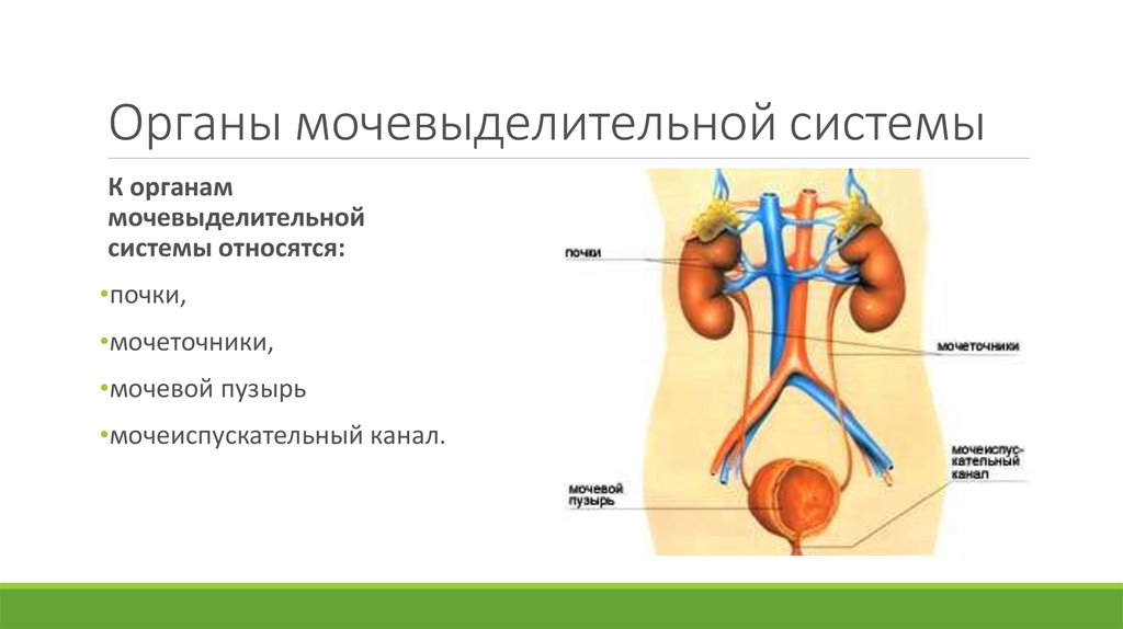 Последовательность органов мочевой системы. Мочевыделительная система человека биология 8 класс схема. Мочевыделительная система анатомия заболевания. Строение и функции мочевыделительной системы схема. Строение и гигиена мочевыделительной системы.