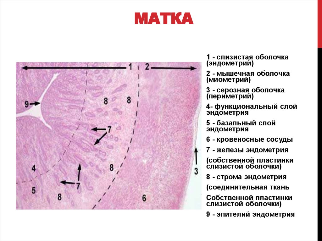 Эндометрий 4 2. Матка поперечный срез гистология. Гистологическое строение эндометрия. Эпителий слизистой матки эндометрия. Оболочки матка гистало гистология.