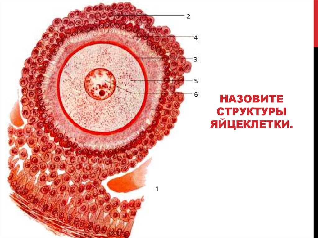 Яйцеклетка женские половые органы