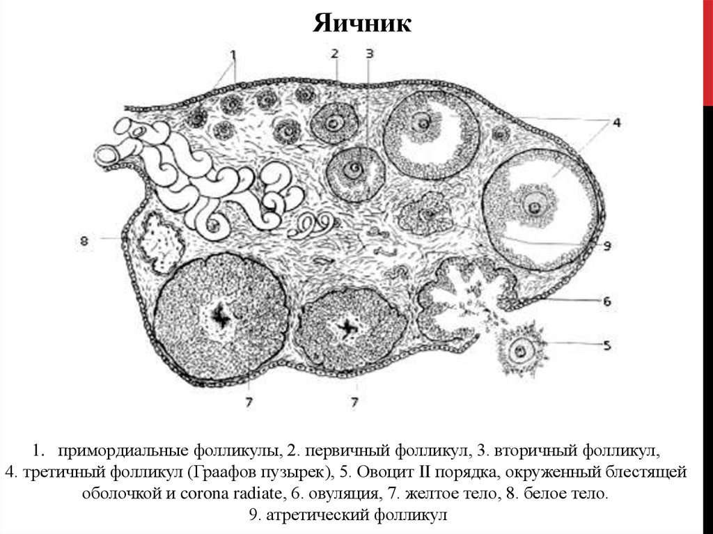 Яичник на латыни. Схема развития фолликулов яичника. Поперечный срез яичника гистология. Строение фолликула яичника анатомия. Строение фолликулов яичников.