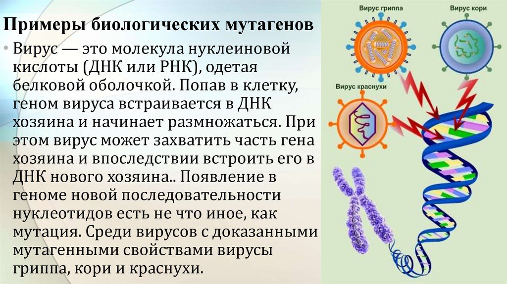 Вирусы состоят из нуклеиновой кислоты. Вирус встраивается в ДНК. Вирус встраивается в геном. ДНК геномные вирусы.