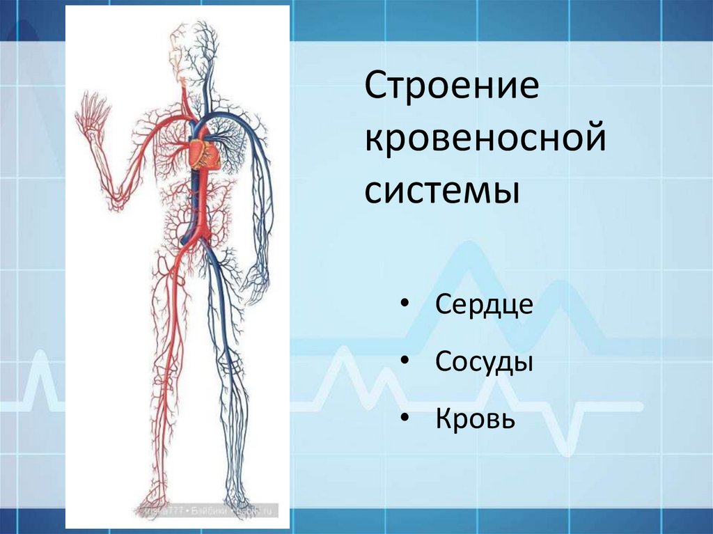 Кровеносная система человека схема картинки