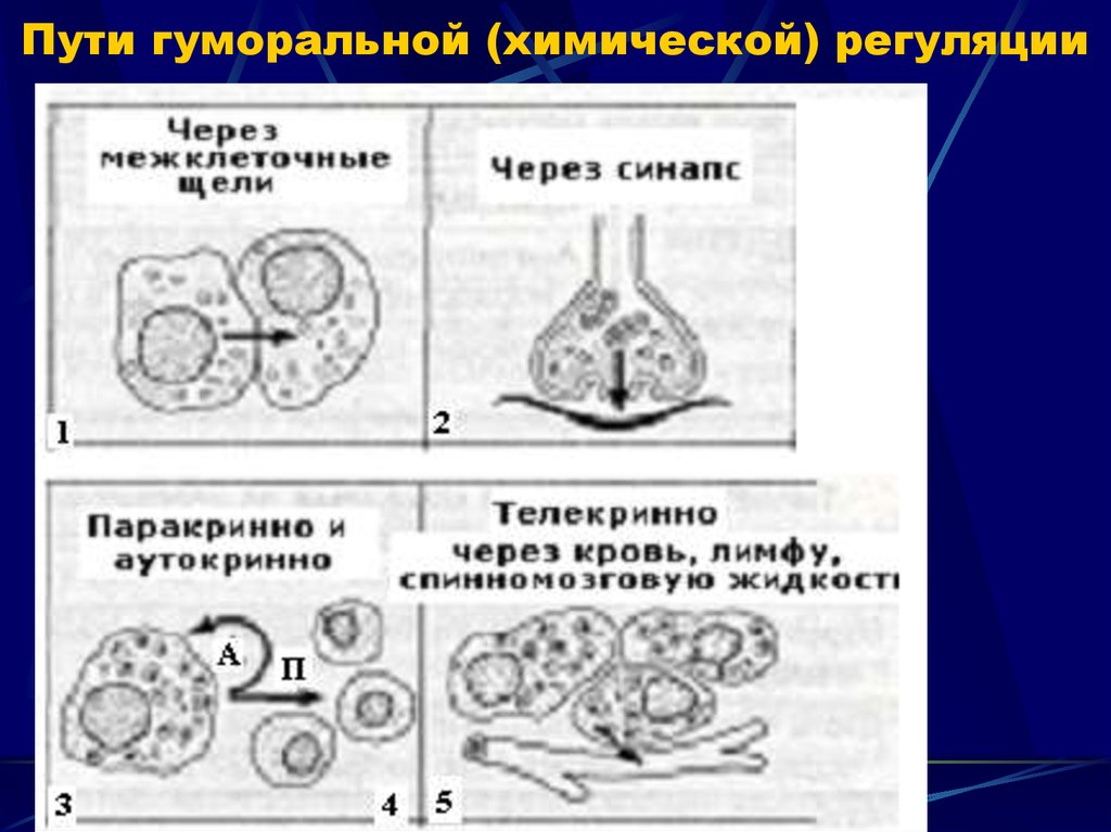 Схема гуморального ответа