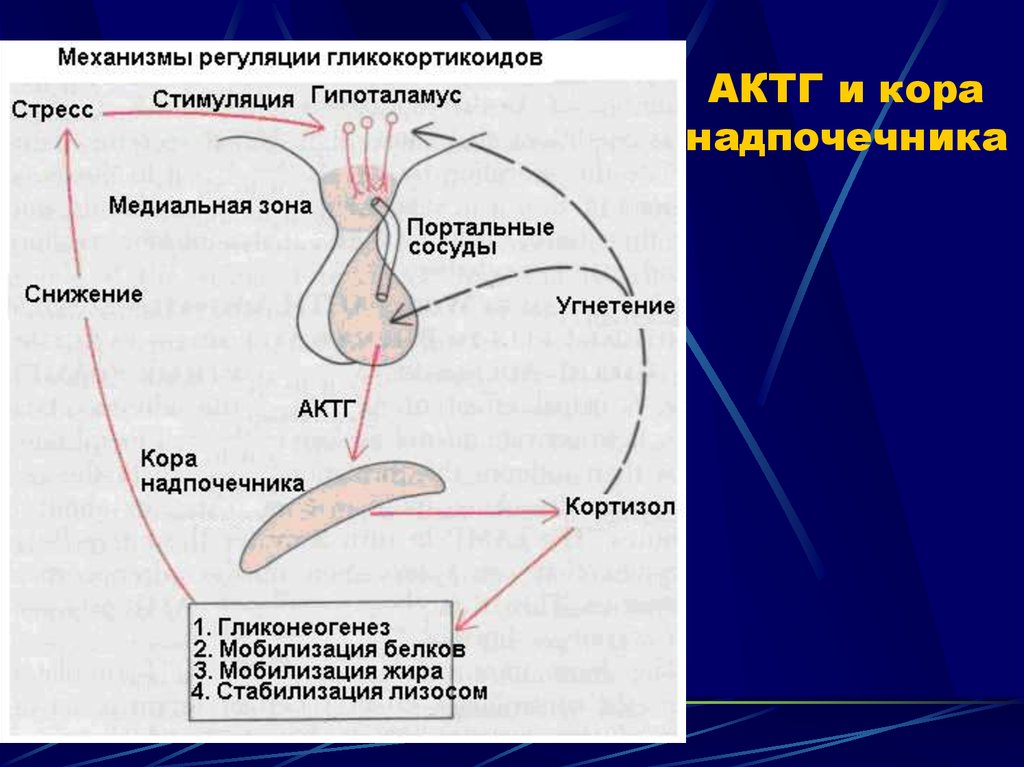 Схема регуляции синтеза и секреции кортизола