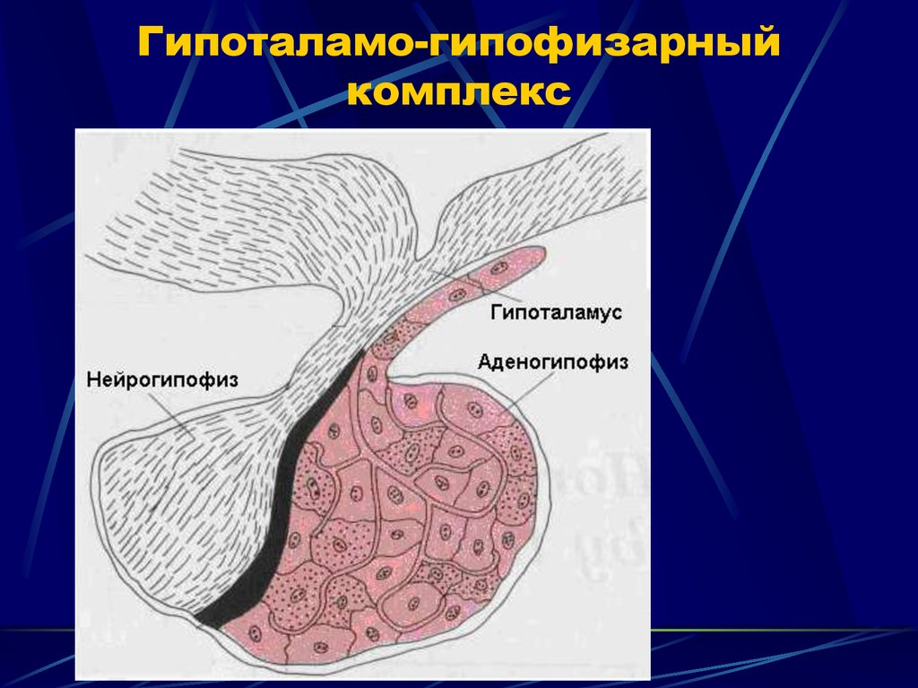 Гипоталамо гипофизарная система гистология рисунок