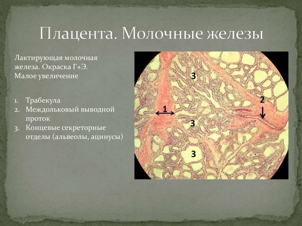 Гистология молочной железы