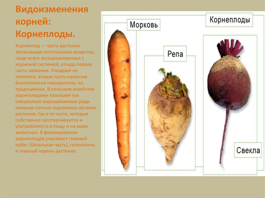 Морковь является растением. Корнеплод моркови это видоизмененный. Видоизменение корня свеклы название. У моркови корнеплод это видоизмененный корень.