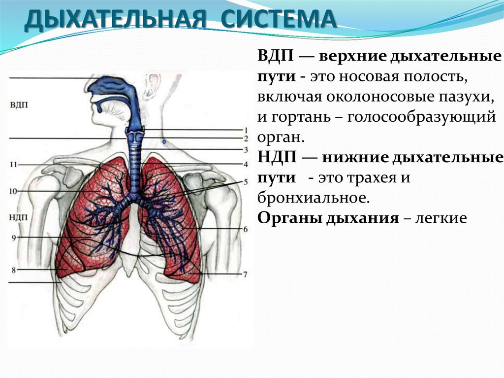Легкие значение кратко. Анатомия и физиология дыхательных путей. Дыхательная система. Дыхательная система анатомия. Легкие человека строение.