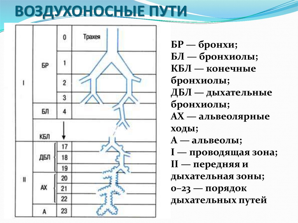 Воздухоносные пути включают