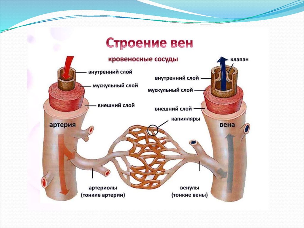 Сосуды ели. Турбированный валик анатомия и физиология. Фецес физиология. Жидкость движимая по сосудам насекомых.