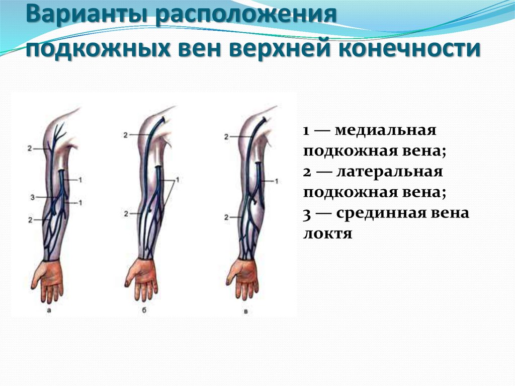 1 вены верхней конечности