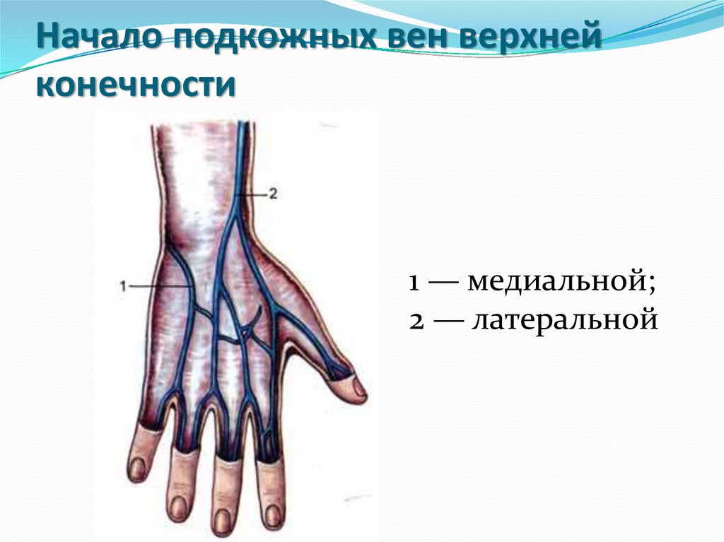 Анатомия вен верхних конечностей