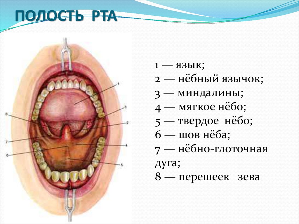 Зев. Полость рта вид спереди. Строение ротовой полости. Ротовая полость анатомия.