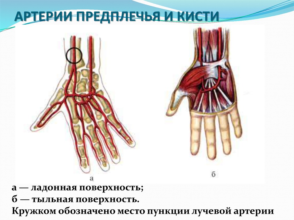 Артерии кисти схема