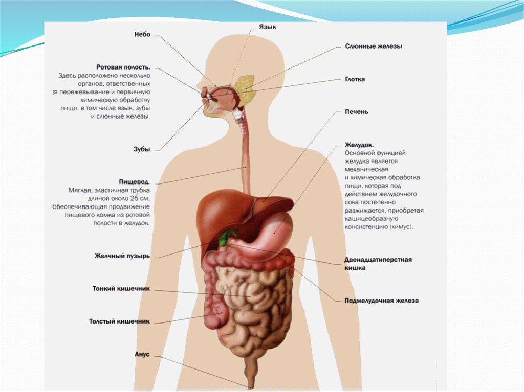 Пищеварительная система человека анатомия фото