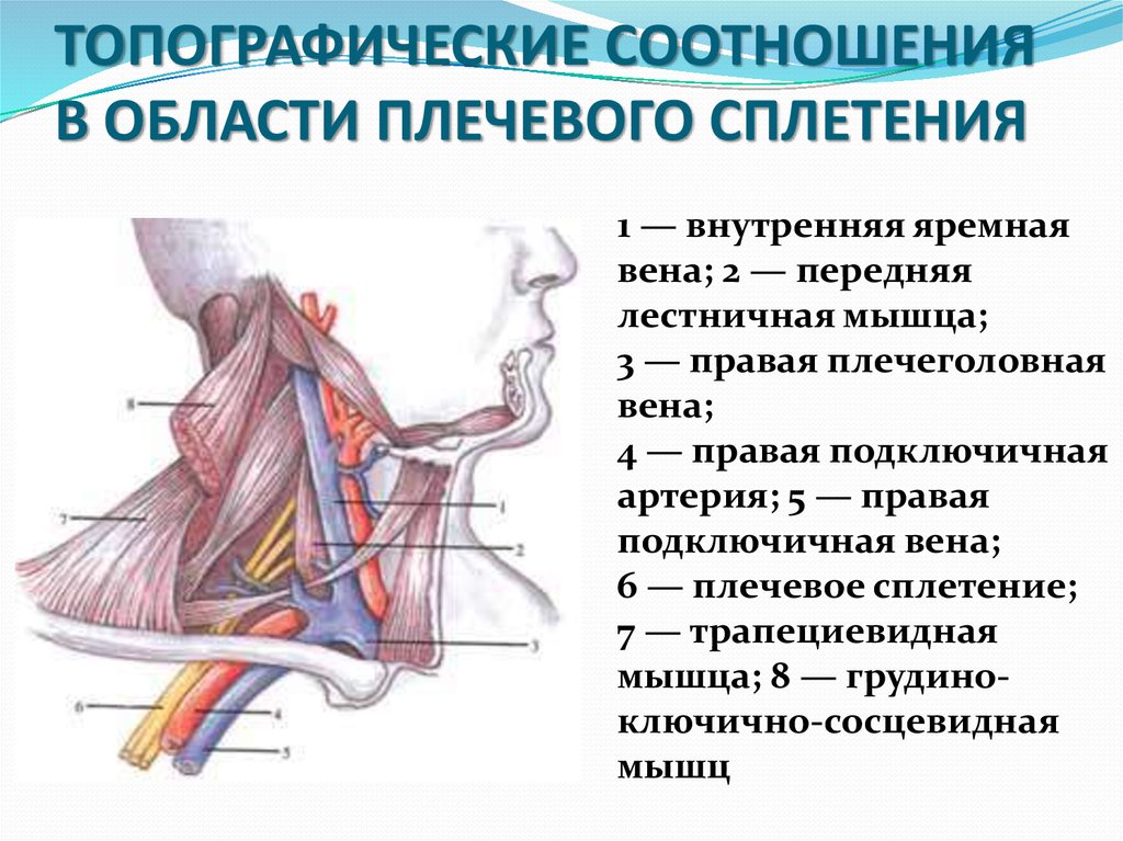 Яремная подключичная вены. Топографическая анатомия подключичной. Анатомия подключичной артерии и вены. Подключичной вены слева. Подключичная Вена топографическая анатомия.